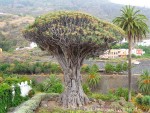 Der berühmte Drachenbaum bei Icod de los Vinos